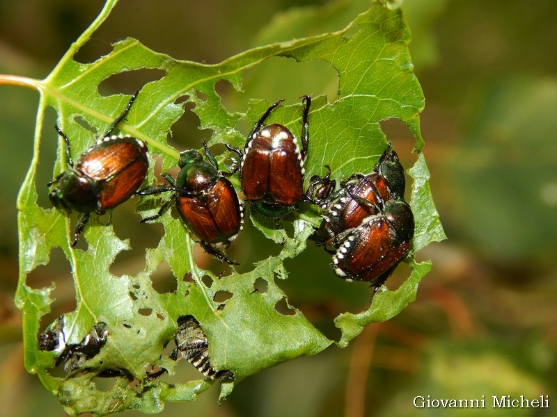 Popillia japonica, Rutelidae - nuovo alieno in Italia